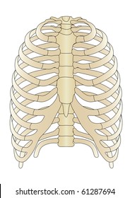 Vector human Skeleton bones