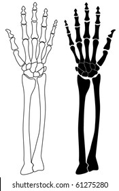 Vector Human Skeleton Hand