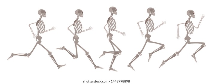 Vector human skeleton in motion set. Running human body in different stages. Scientific and anatomical mockup for education. Skull, bones in action on isolated background.