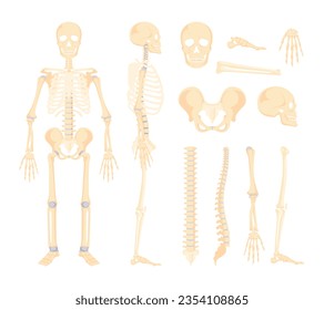 Vector Human Skeleton Parts Set