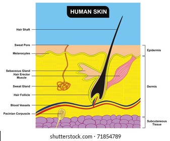 VECTOR - Sección transversal de la piel humana