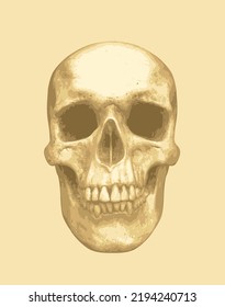 Vector Human Skull. Graphic Print For Clothes, Fabric, Wallpaper, Wrapping Paper, Design Element For Halloween Party