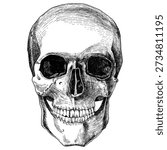 Vector human skull on a white background. Graphic skeleton detailed illustration. Hand drawn. Engraved style. Vintage halloween illustration.