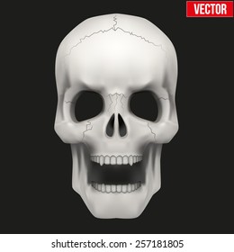 Vector Human skull with open mouth. Illustration isolated on background