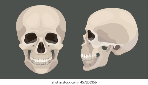 Vector Human Skull Side And Front View Anatomy Illustration