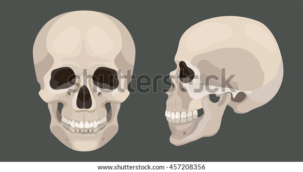 ベクター人間の頭蓋骨の側面と正面図の解剖図 のベクター画像素材 ロイヤリティフリー