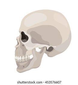 Vector Human Skull Side View Anatomy Illustration