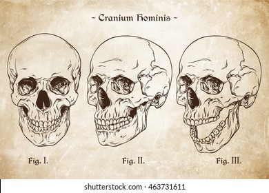 Vector human skulls set hand drawn line art anatomically correct. Da Vinci sketches style over grunge aged paper background