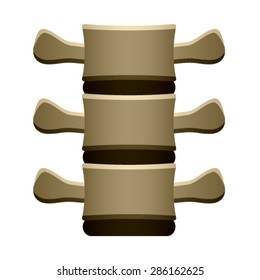 vector human spine vertebrae front view