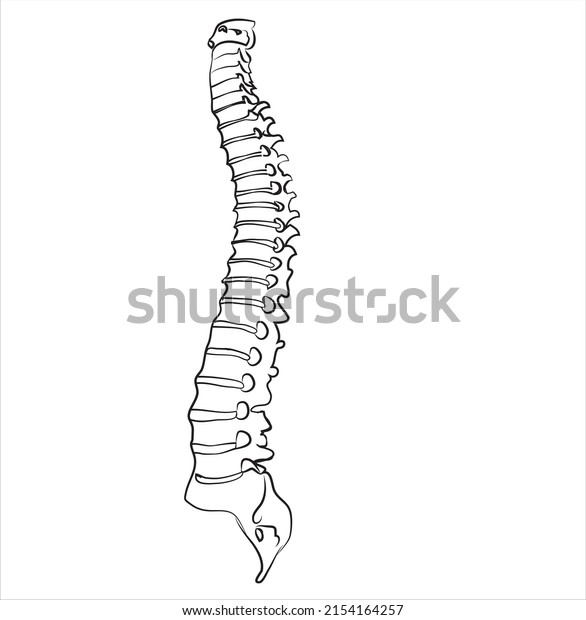 the vector of human\
vertebrae \
-Vertebrae are the 33 individual bones that interlock\
with each other to form the spinal column. The vertebrae are\
divided into 5 regions.