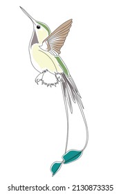 Vector Hummingbird Bird illustration, Colibri