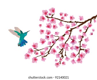 vector hummingbird and blossom branch