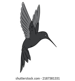 vector hummingbird, flying colibri silhouette