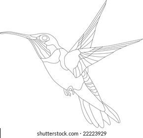 vector - colibrí aislado en fondo blanco