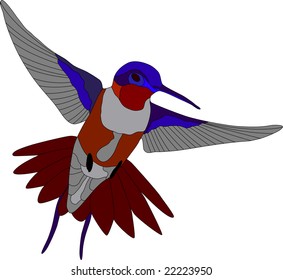vector - hummingbird isolated on white background