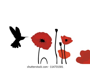 vector hummingbird and poppies