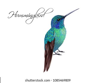 Vector hummingbird realistic illustrationon isolated on white background. Exotic design element for cosmetics, spa, perfume, fashion. Can be used as hawaiian style design element