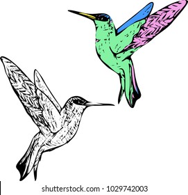 Vector hummingbird sketch. Bird colibri coloring. Color and colorless.