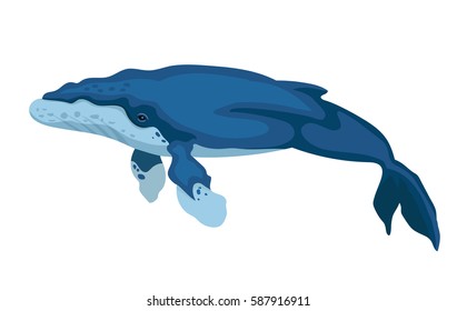 Vector humpback whale big underwater mammal  isolated on white background 