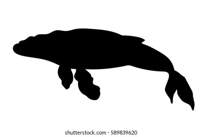 Vector humpback whale silhouette big underwater mammal  isolated on white background 