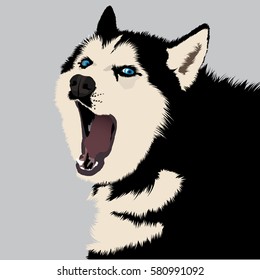 Vector Husky on snow