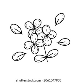 Vector hydrangea branch. Doodle hydrangea flowers.