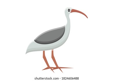 Vector of an Ibis Bird with a Pointed Beak