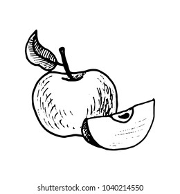 vector ibk drawing apple ,hand drawn illustration, vintage fruits