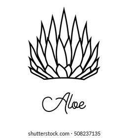 Vector icon with Aloe.
Hand drawn succulent for logo, sign, corporate identity.
