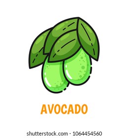 Vector icon of avocado with leaves, cute flat line style. Illustration for food themed products: stickers, package, kitchen textile and accessories, menu, food markets etc.