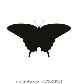 Vector icon of black and white butterfly