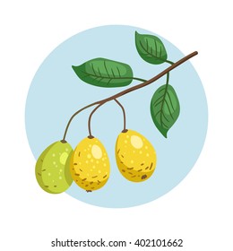 Vector icon of branch with marula fruits. Eco organic diet food. Exotic fruit of Africa - Sclerocarya birrea.