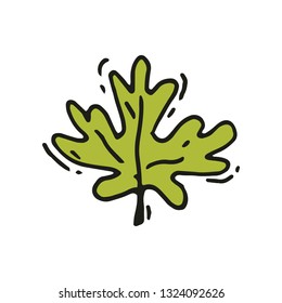 Vector icon of bright green leaf of maple or oak tree in doodle style. Nature theme