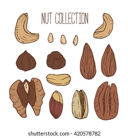 Vector icon collection with different nuts. Colored on white background. Element for your food design. Cashew, walnuts, pecans, peanuts, hazelnuts, almonds, pistachios, pine nuts.
