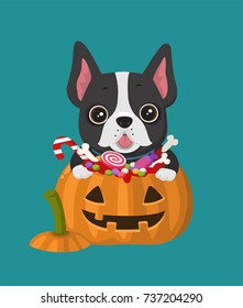 Vector Icon dog breed French Bulldog. Frenchie Puppy is sitting in a Halloween pumpkin with sweets.