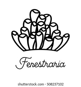 Vector icon with Fenestraria.
Hand drawn succulent for logo, sign, corporate identity.