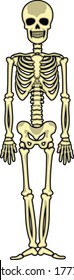 vector icon, flat skeleton, stencil