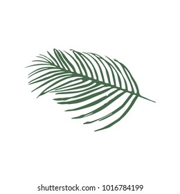 Vector icon green leaves of palm tree isolated on white background
