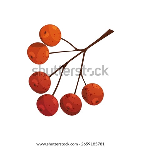 Vector icon of guelder rose or berry cluster. Viburnum opulus plant. Forest wildlife and wood flora element. Woodland edible bush or shrub. Folk medicine and biology, botany and nature. Organic food.