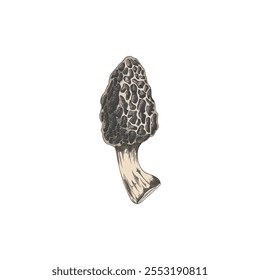 Vector icon hand-drawn detailed whole morel mushroom isolated on a white background. An edible ingredient for lovers of vegetarian cuisine and healthy cooking.