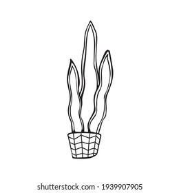 Vector icon of a house plant. Sansevieria in doodle style. Interior object drawn by hand. Isolated on a white background.