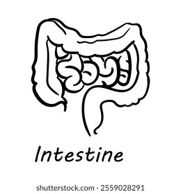 Vector Icon for Intestine: Human Digestive System and Gut Health Illustration