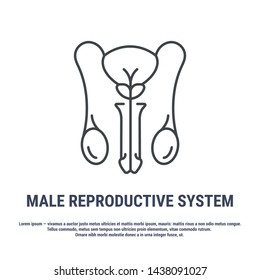 Vector icon. Line design. Male reproductive system. Medicine and anatomy. Anatomical structure of man. Symbol, element, sign, logo, emblem. Concept illustration.