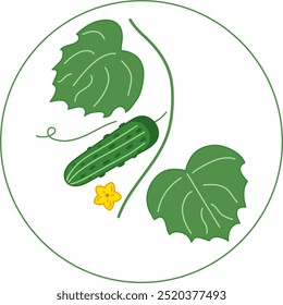 Ícone de vetor. Logotipo. Pepino com folhas, flor e bigode. Pepino verde fresco.