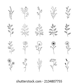 vector icon outline flower botanical flower leaf. isolated background