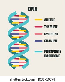 vector Icon poster structure DNA molecule. Spiral Deoxyribonucleic acid (DNA) with the description of components: cytosine, guanine, adenine, thymine, nitrogenous base of DNA.