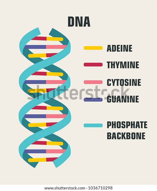 vector Icon\
poster structure DNA molecule. Spiral Deoxyribonucleic acid (DNA)\
with the description of components: cytosine, guanine, adenine,\
thymine, nitrogenous base of\
DNA.