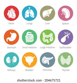 Vector icon set of human internal organs like heart spleen lungs stomach thyroid intestine bladder gallbladder pancreas kidneys and liver in flat style