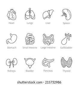 Vector icon set of human internal organs like heart spleen lungs stomach thyroid intestine bladder gallbladder pancreas kidneys and liver in flat countur style