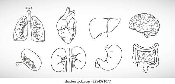 Vector icon set of human internal organs like heart, spleen, lungs, stomach, brain,  intestine, kidneys and liver in line style